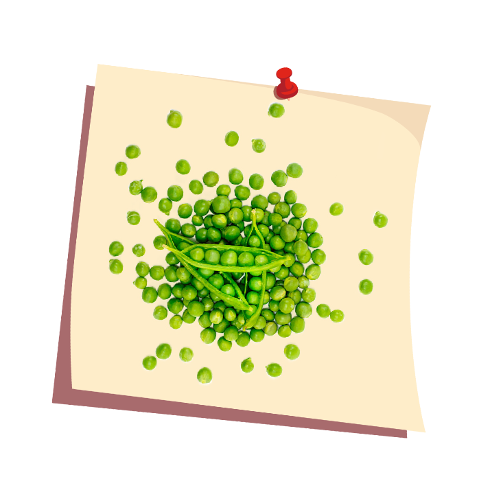 Pea protein