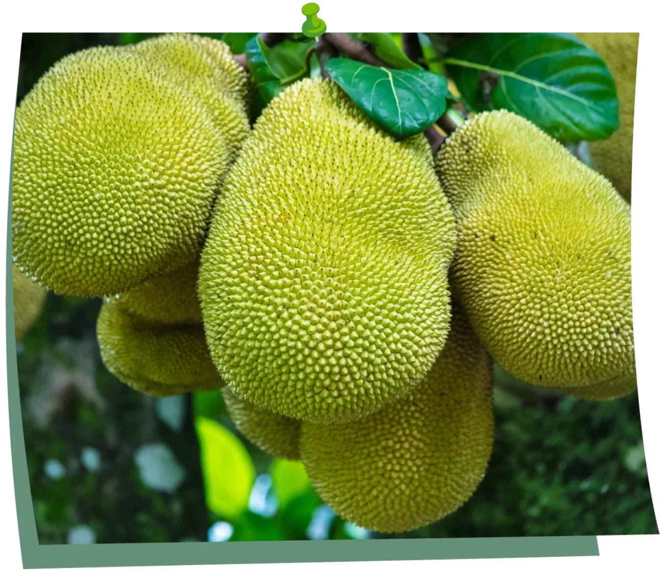 Green jackfruit hanging from the tree